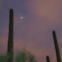 Giant Suguaro - Twilight