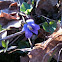 Blue Violet
