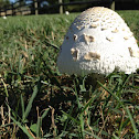 False Parasol