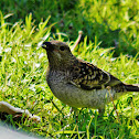 Spotted bower bird