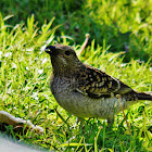 Spotted bower bird