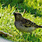 Spotted bower bird