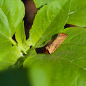 Yellow-necked caterpillar moth