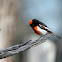 Red-capped Robin