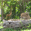 Cheetah