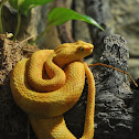 Eyelash Viper