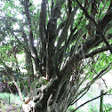 Mahoe, whitey wood