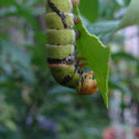 swallow tail