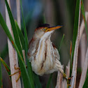 Least Bittern