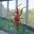 Eastern Assassin Bugs
