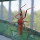 Eastern Assassin Bugs