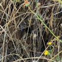 Western Rattlesnake