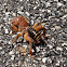 Jerusalem Cricket