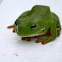Green Tree Frog
