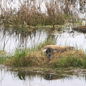 Canada Goose (incubating)