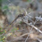 Variegated Meadowhawk