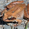 Wood frog