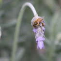 European Honey Bee