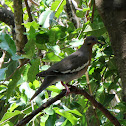 White-winged Dvoe