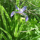 Blue flag