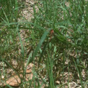 Wasp