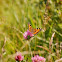 Small Turtoiseshell