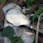 Leucoagaricus