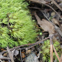 Apple Moss