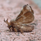 Eastern tent caterpillar moth (male)