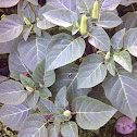 Datura
