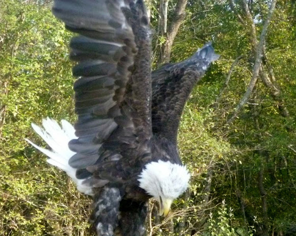 Spotting Image 1