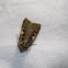 Lesser-black-letter-dart-moth