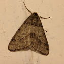 Small Phigalia - ♂
