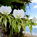 Angraecum ebuernum (orchid)