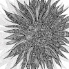 Sunflower black and white