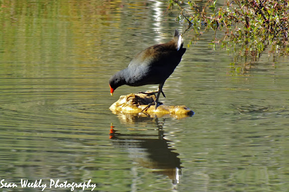 Spotting Image 1