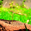 Anthill