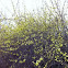 Laburnum
