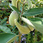 Milk weed