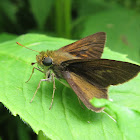 Skipper Butterfly