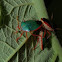 Stink Bug