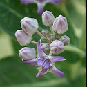 Crown flower