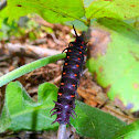 Pipevine Swallowtail