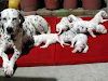 Dalmatas Albinos Unicos En Ecuador
