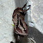 Saddleback Caterpillar Moth