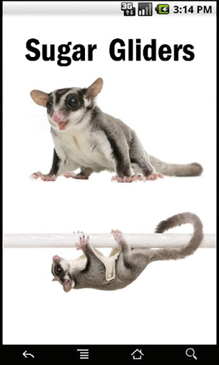 Sugar Gliders