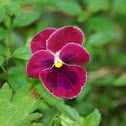 Pansy