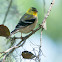 American Goldfinch