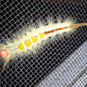 Orgyia leucostigma