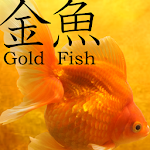 Gold Fish 3D free LWP Apk